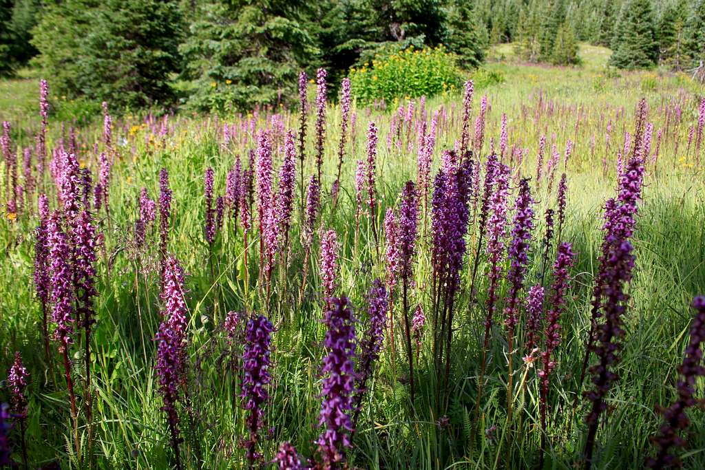 Pink wildflowers