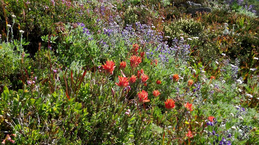 Indian Paintbrush and Lupine