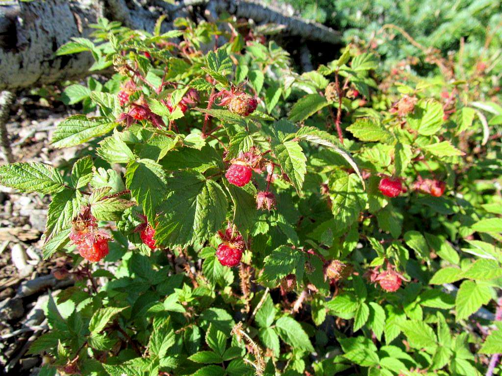 Raspberries on the slopes of Mount Marvine