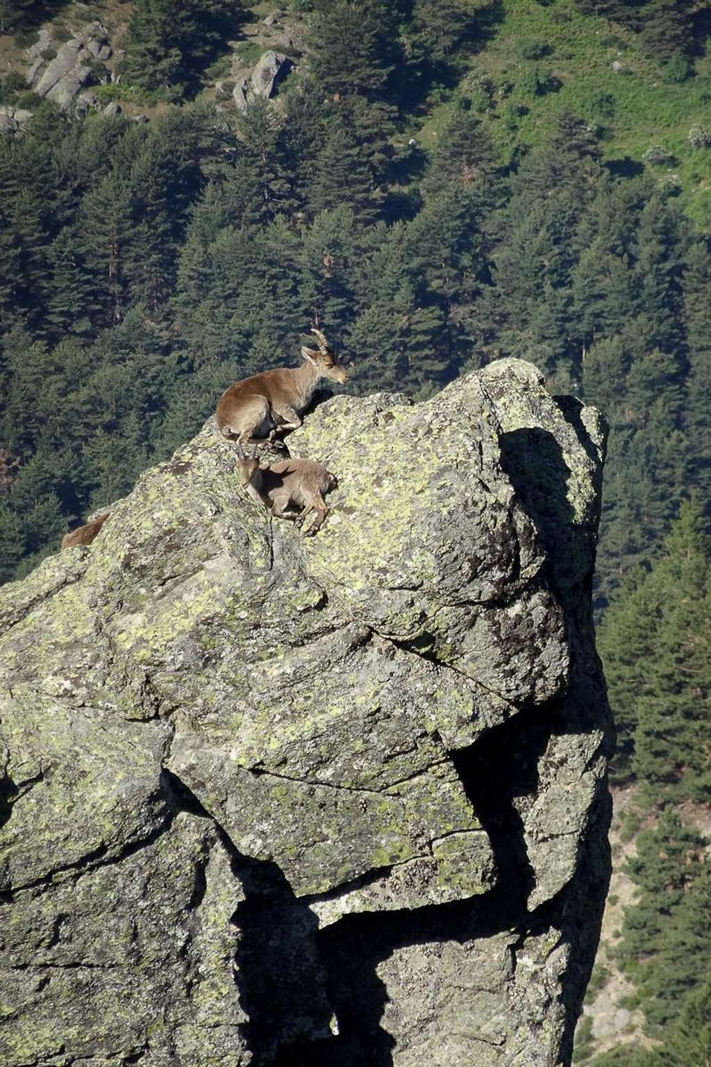 The perfect place to rest an ibex