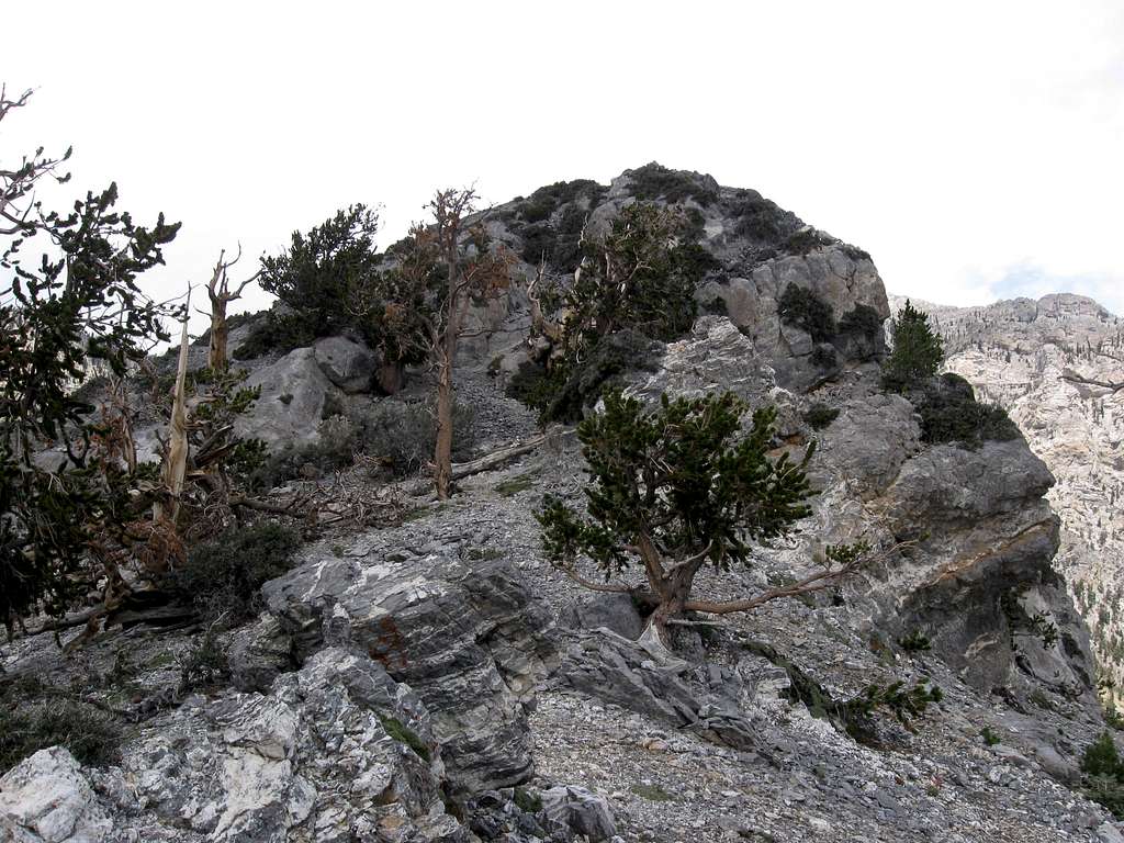 The High Point of Cockscomb Ridge