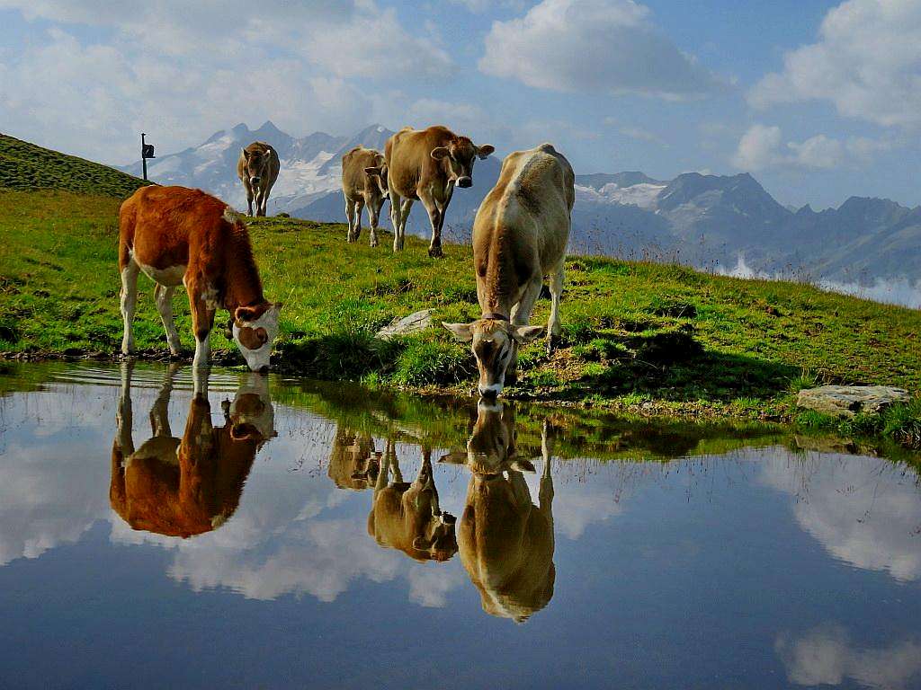 The cows are doing selfie