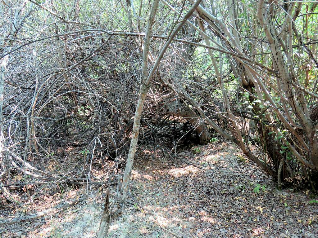 Dense growth at outlet of Elder Spring Canyon