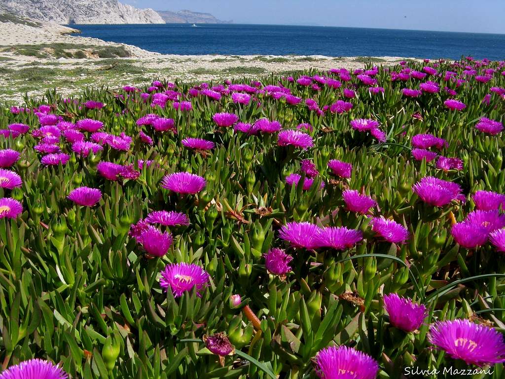 Field of Lampranthus (Mesembriantemo), Park of Calanques