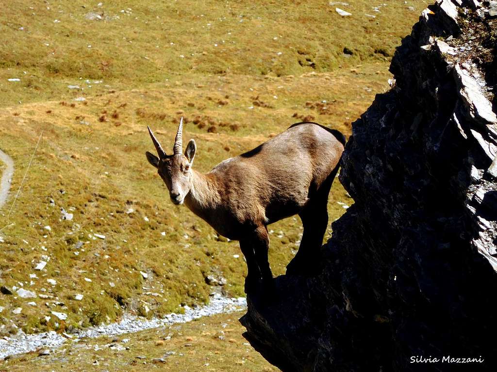 Close-up of a young ibex up the rocks in St. Veran valley