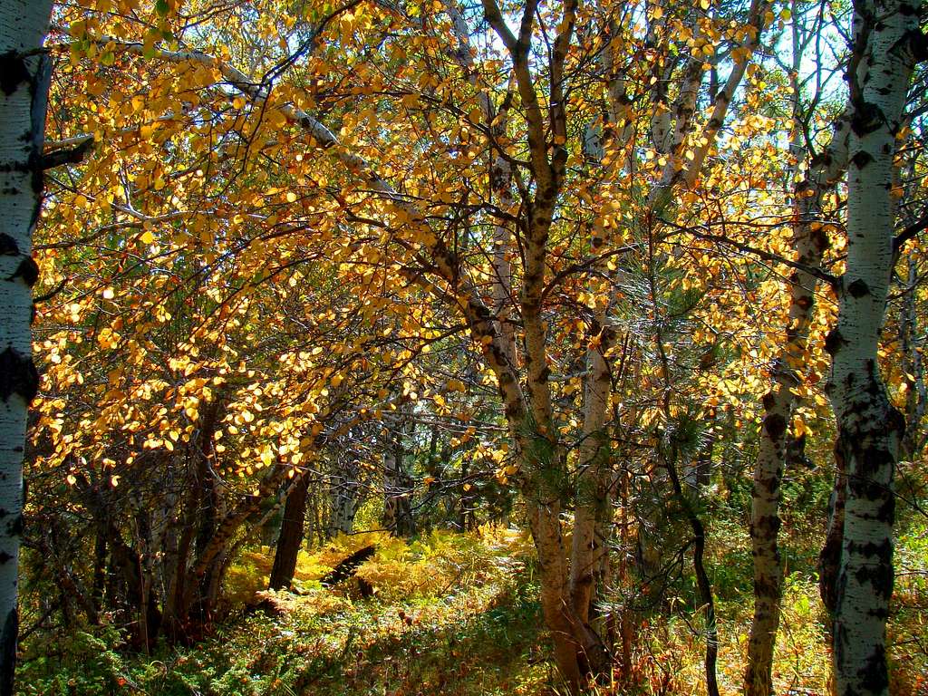 Old Baldy Trail Autumn Foliage