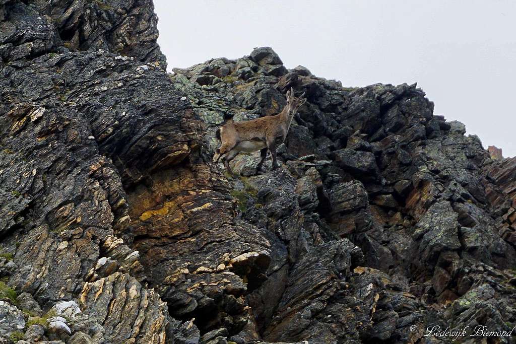 Little mountain goat keeping guard