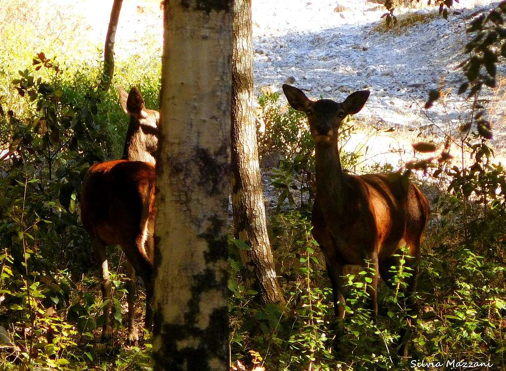 A couple of females of Sardinian Deer (Cervus Elaphus Corsicanus)