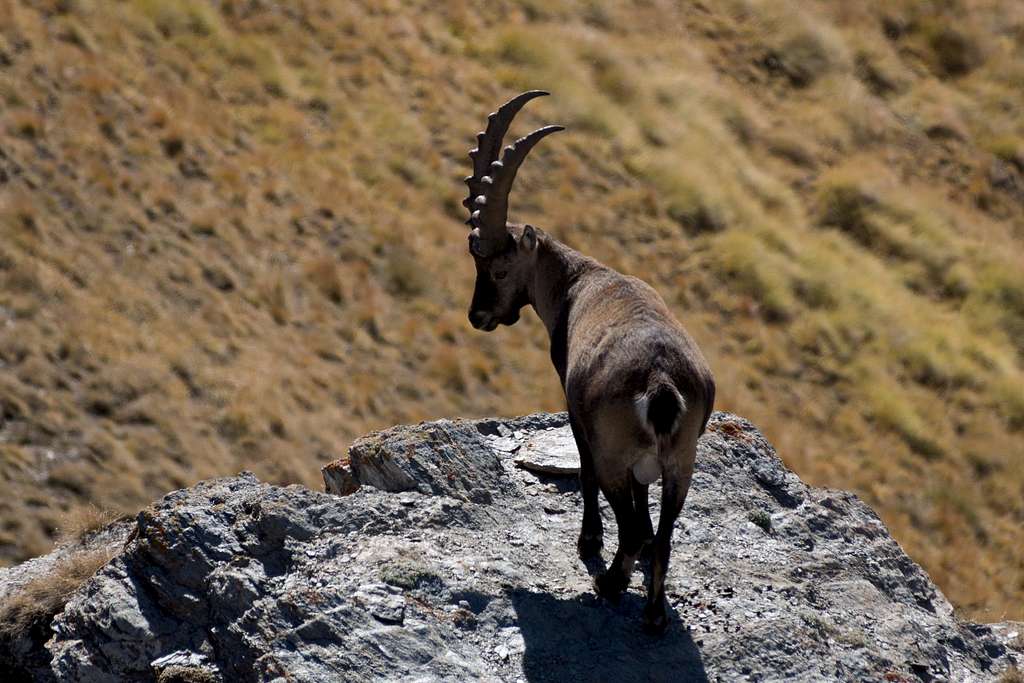 Male Ibex just beneath Zerbion's summit