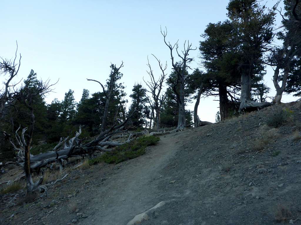 Borah Trail