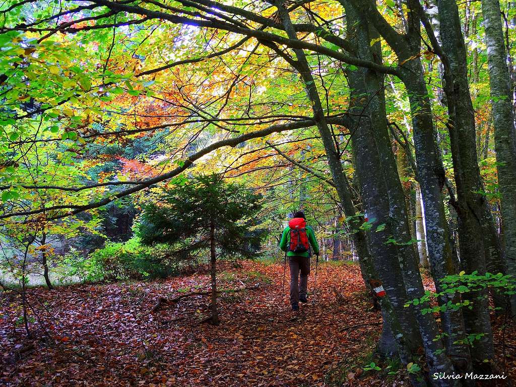 Wandering in the forest near Tezze, Vallarsa