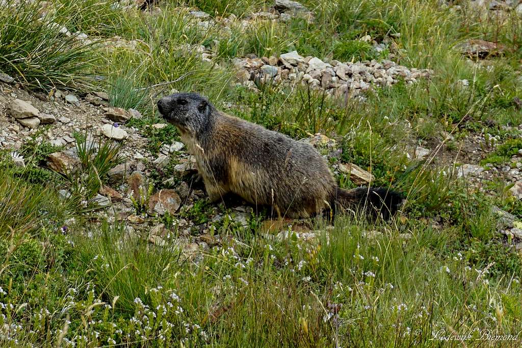 Piz Languard Marmot