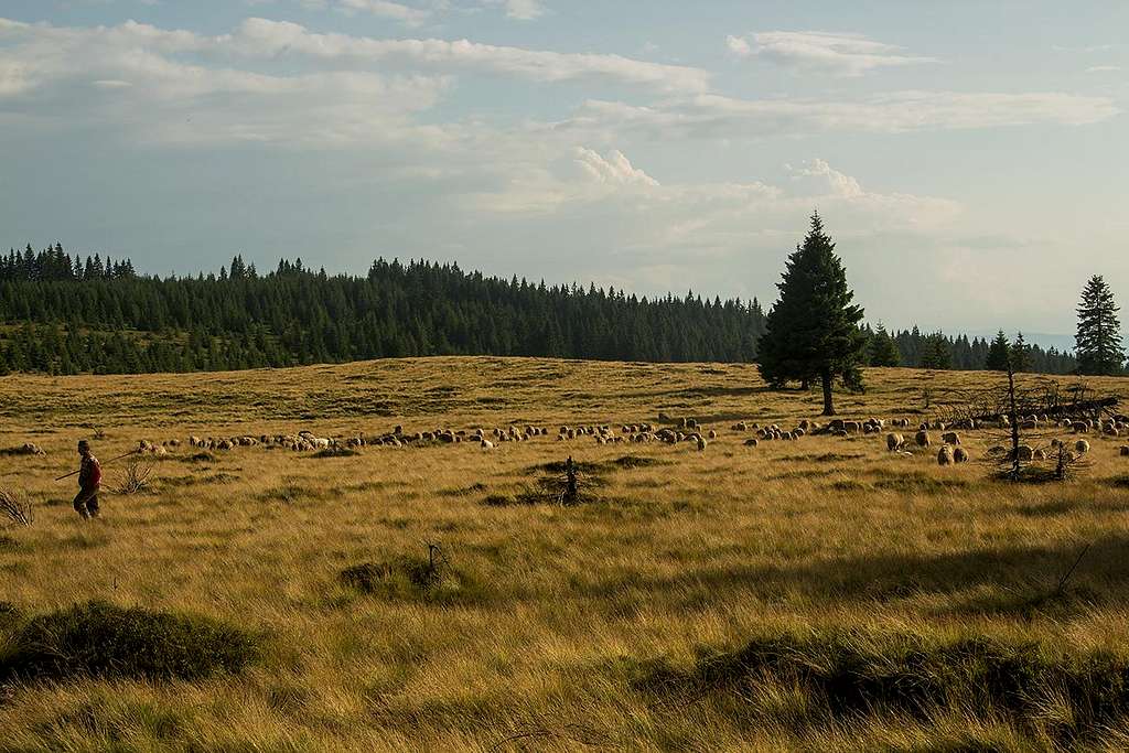 Shepherding in Hargita