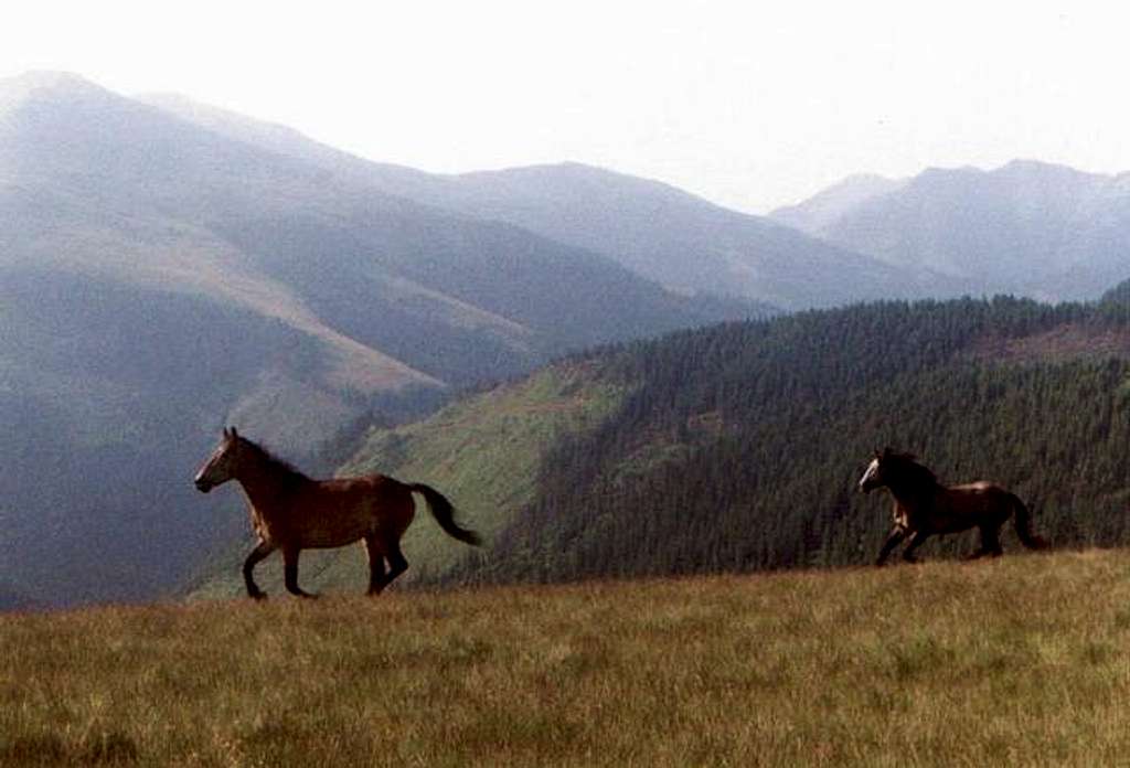 Horses near Tarnita Batrinei....