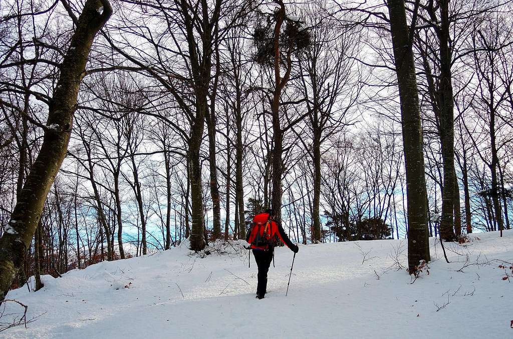Monte Biaina, winter scenery in the beech-wood