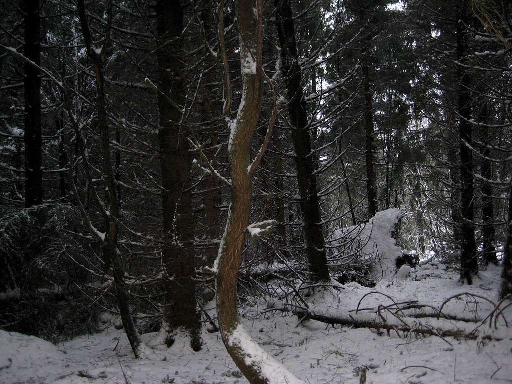 Primeval forest in the Harz after the strong storm