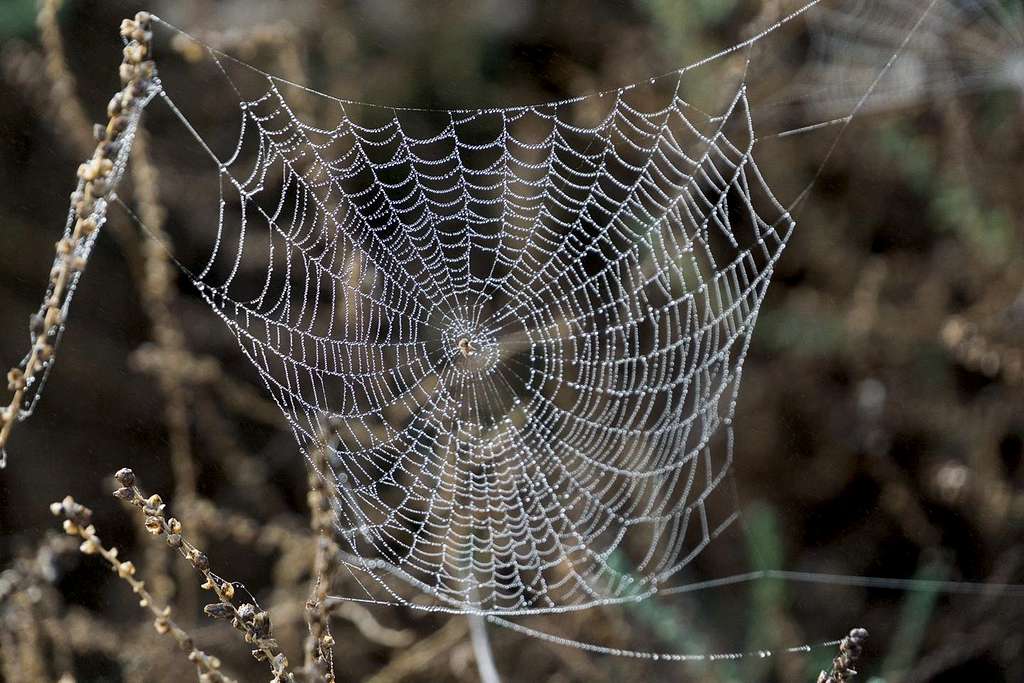 Drenched spider's web