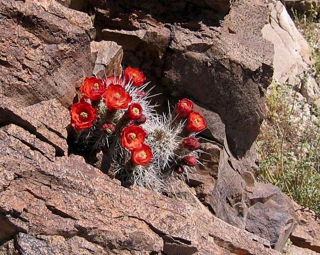 These cactus flowers were...