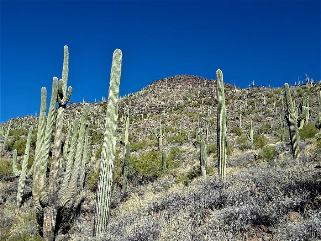 Lots of cactus along the trail