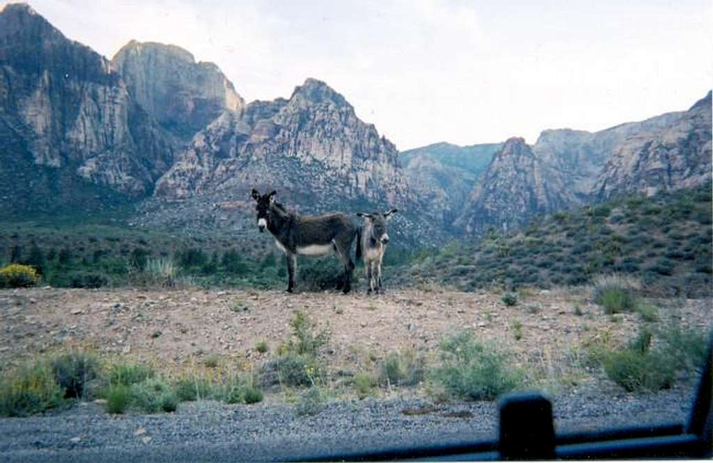 A couple of burros. Behind...