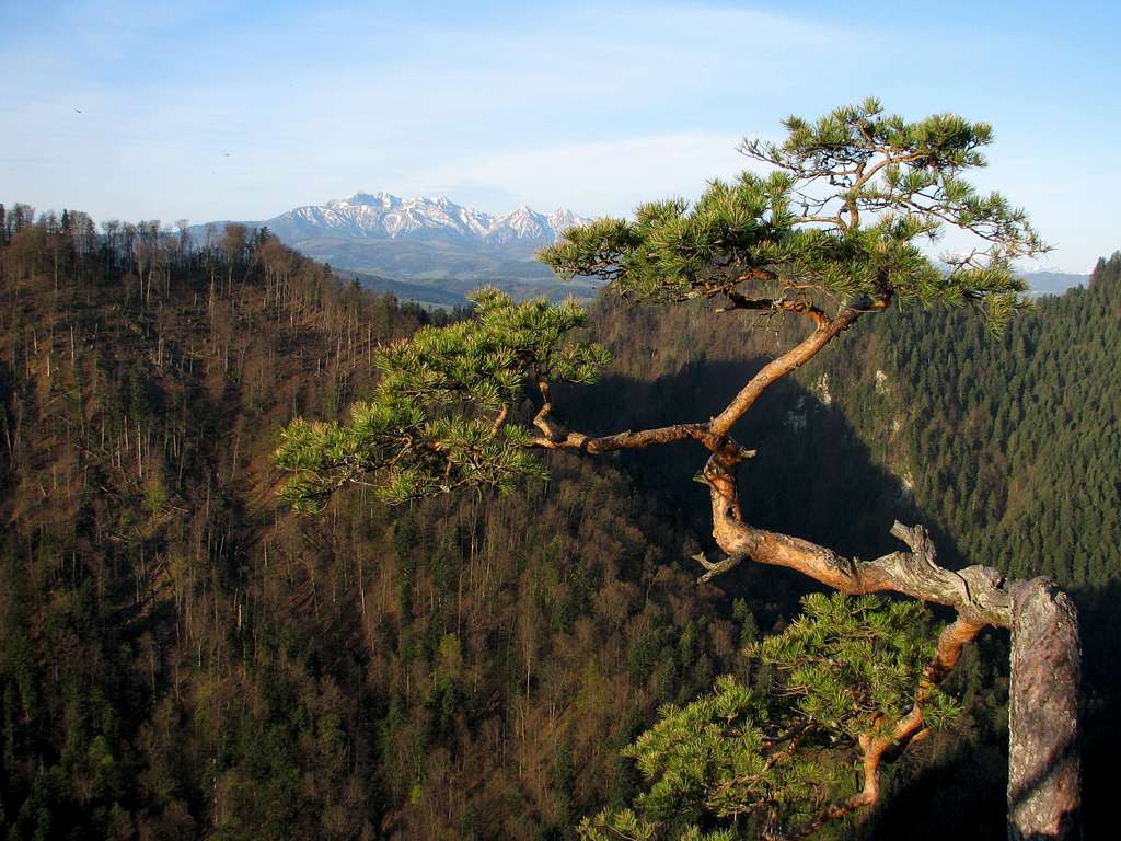 Tatras from Sokolica