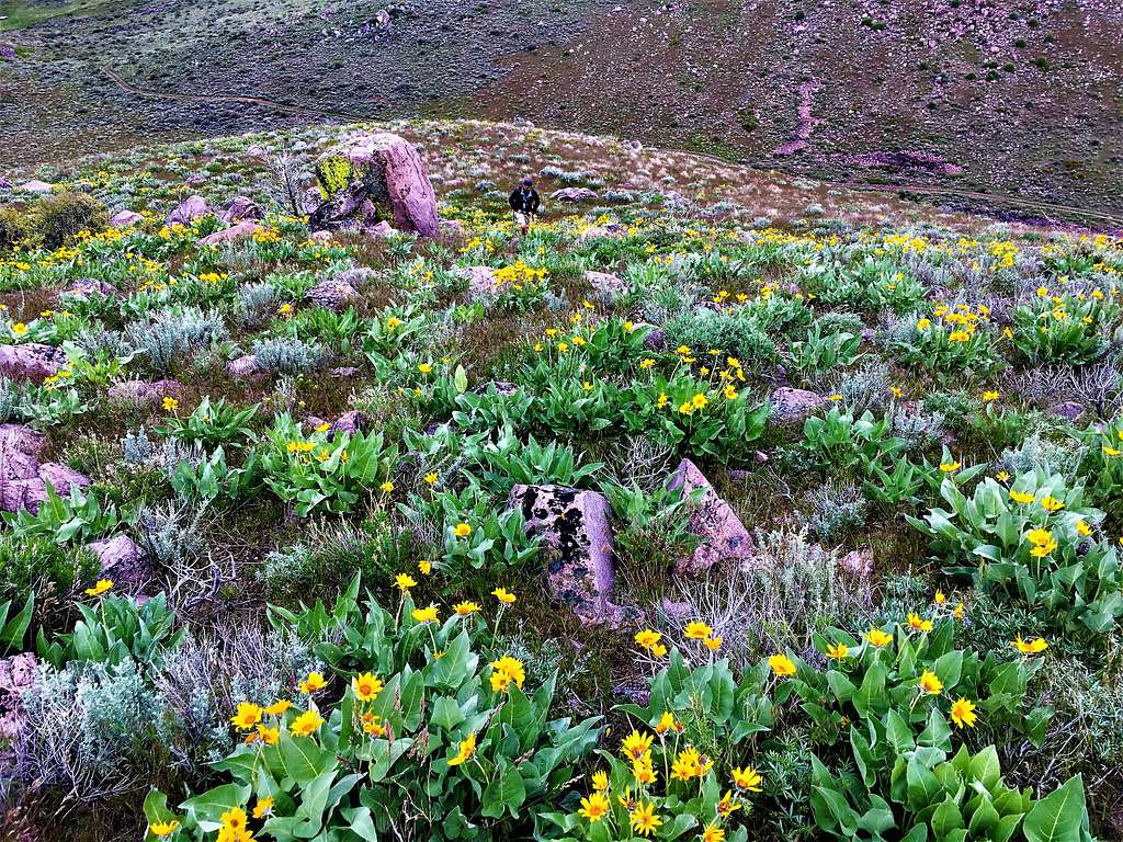 Flowers near the summit