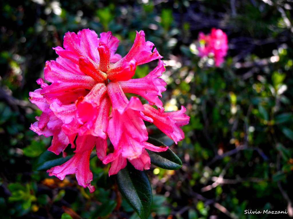 Rhododendron Ferruginuem (Alpenrose), Sarner Scharte