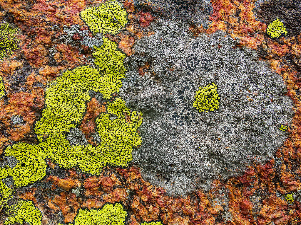 Lichens