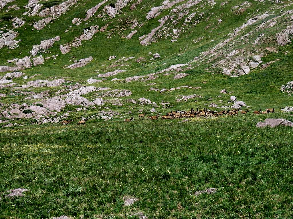 Elk on plateau, zoomed view