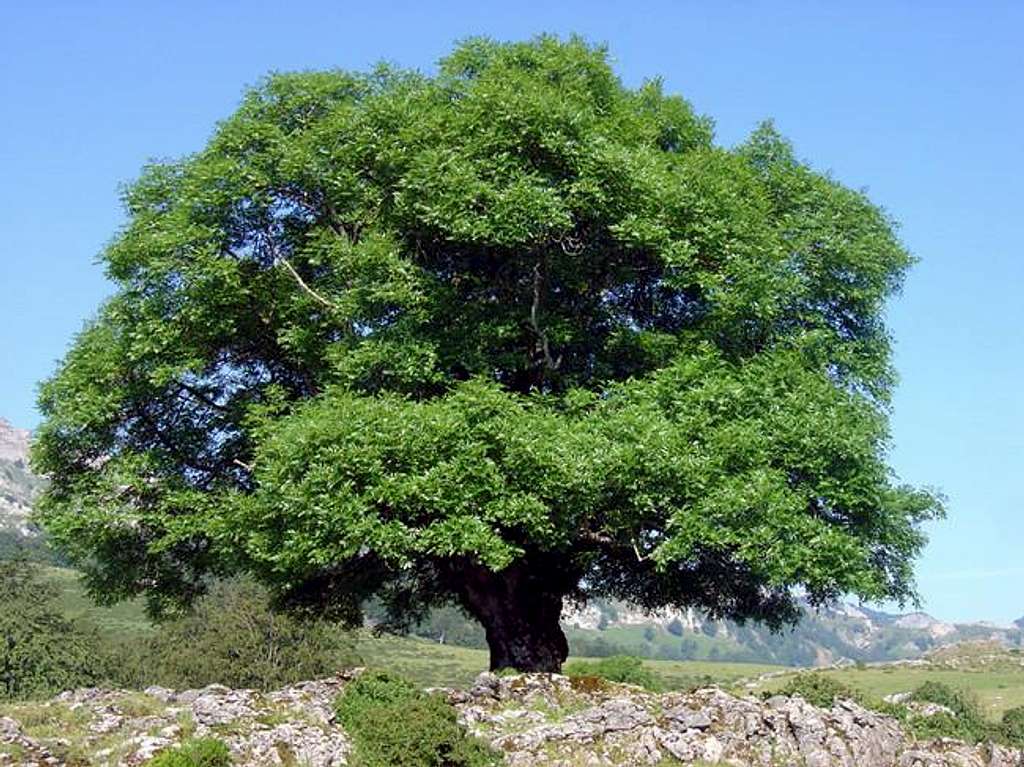 One of the most famous trees...