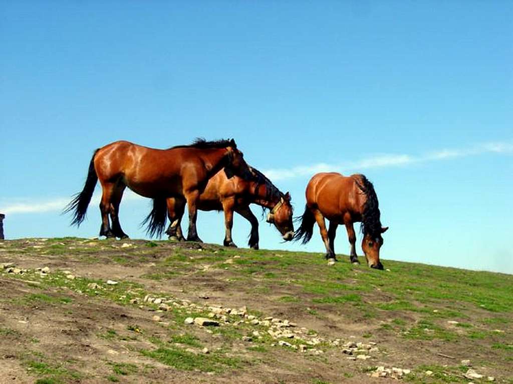 Horses in the summit of Gorbea