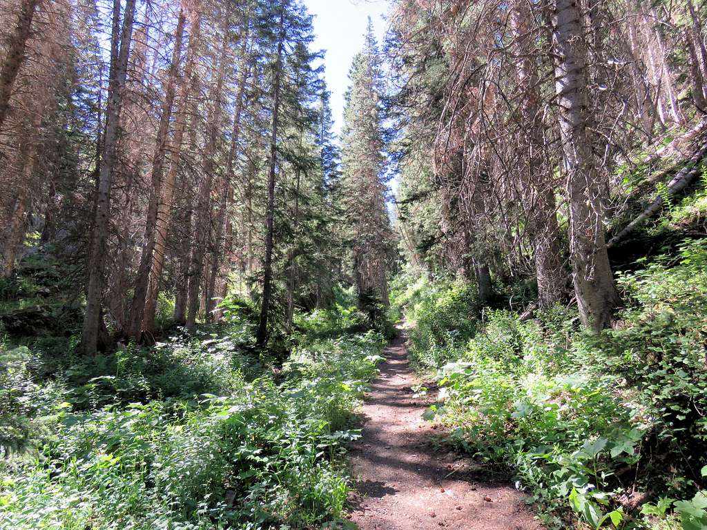 Lower trail