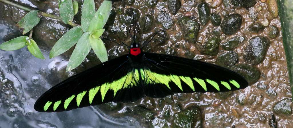 Rajah Brooke's Birdwing Butterfly, Mulu National Park