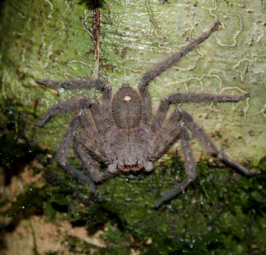 Spider; Mulu National Park