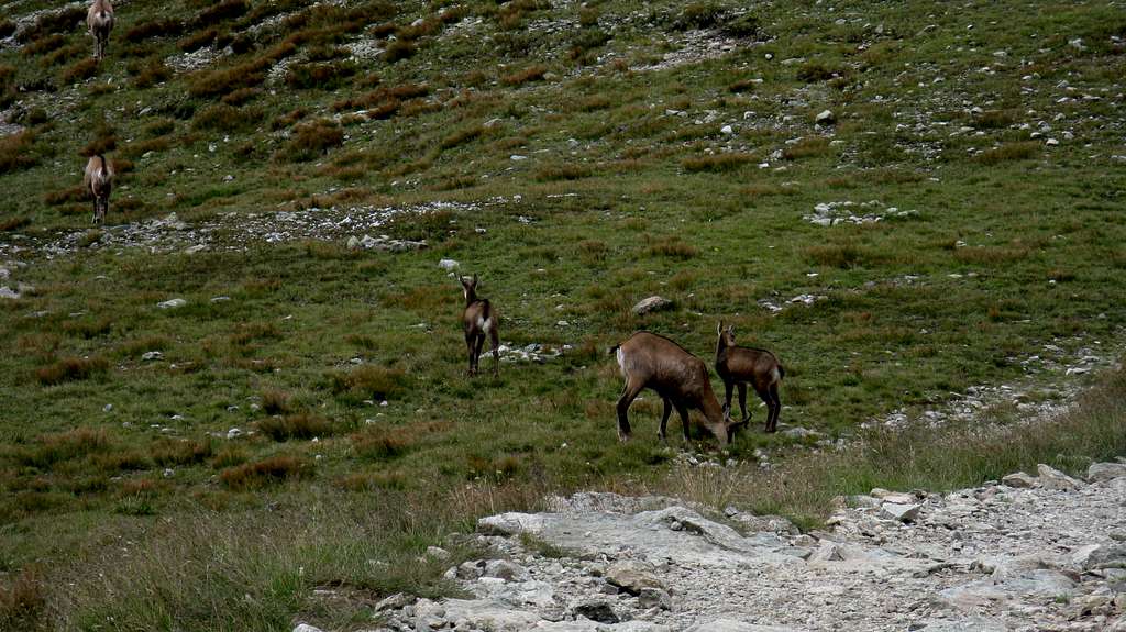 A family of chamois