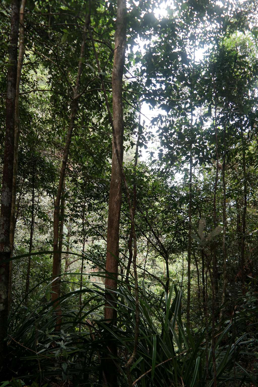 Forest on the slopes of Gunung Santubong