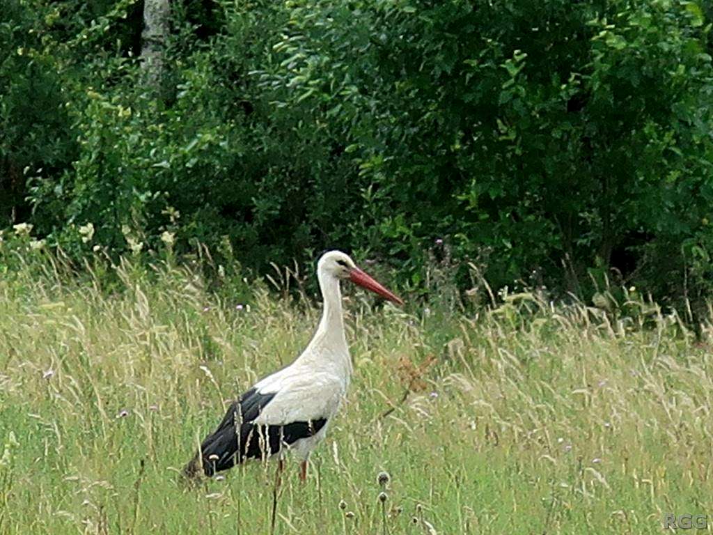 A common stork in Latvia