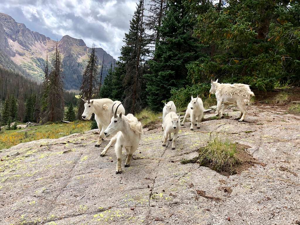 Frequent mountain goats