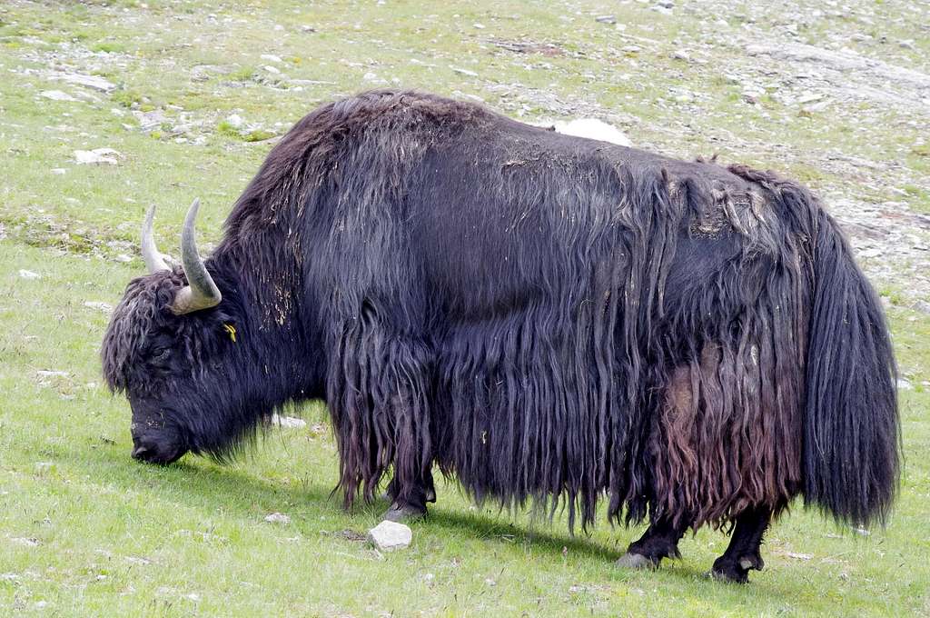 Yak grazing in Solda valley