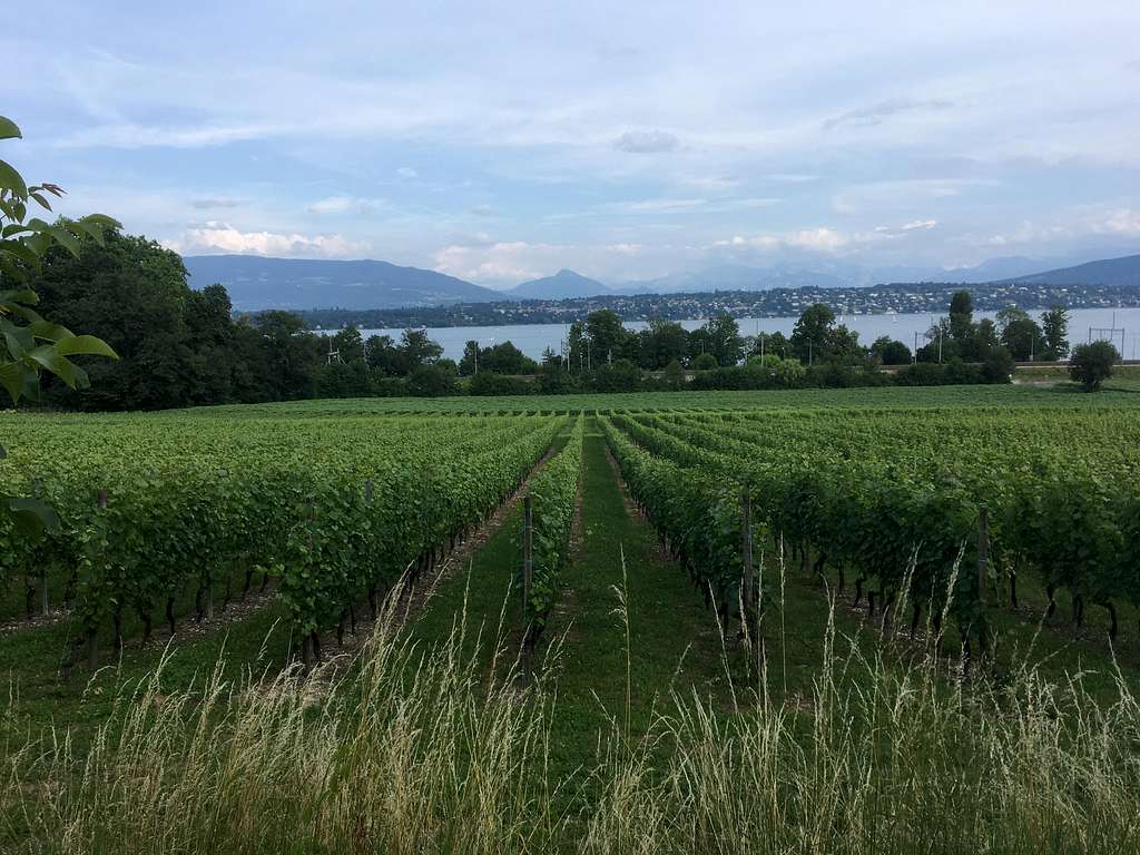 Vineyard near Lake Geneva