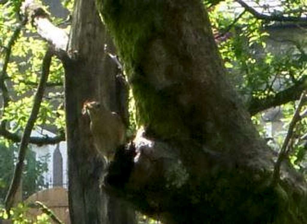 We spot a Spotted Flycatcher, can you?