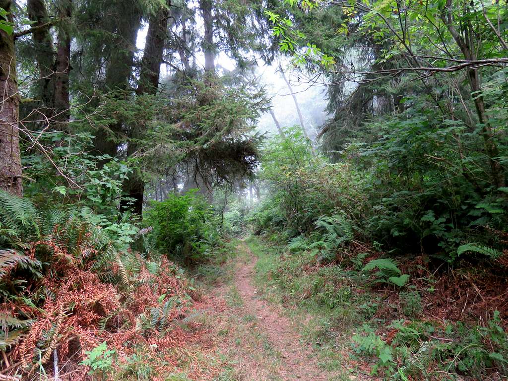 Trail in forest