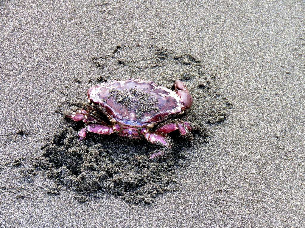 Crab on Hidden Beach