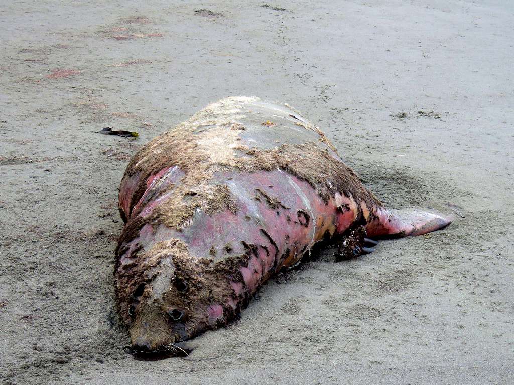 Dead Seal on Hidden Beach