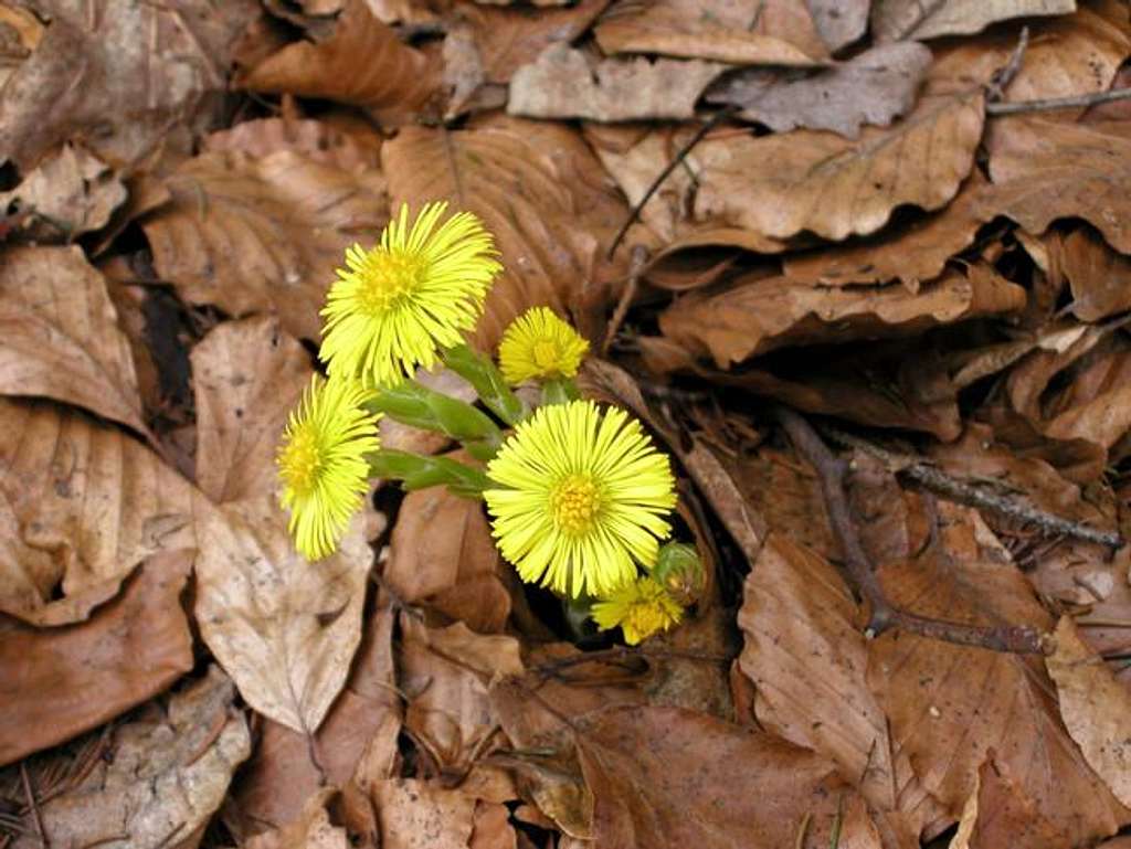 The coltsfoot in the forests...