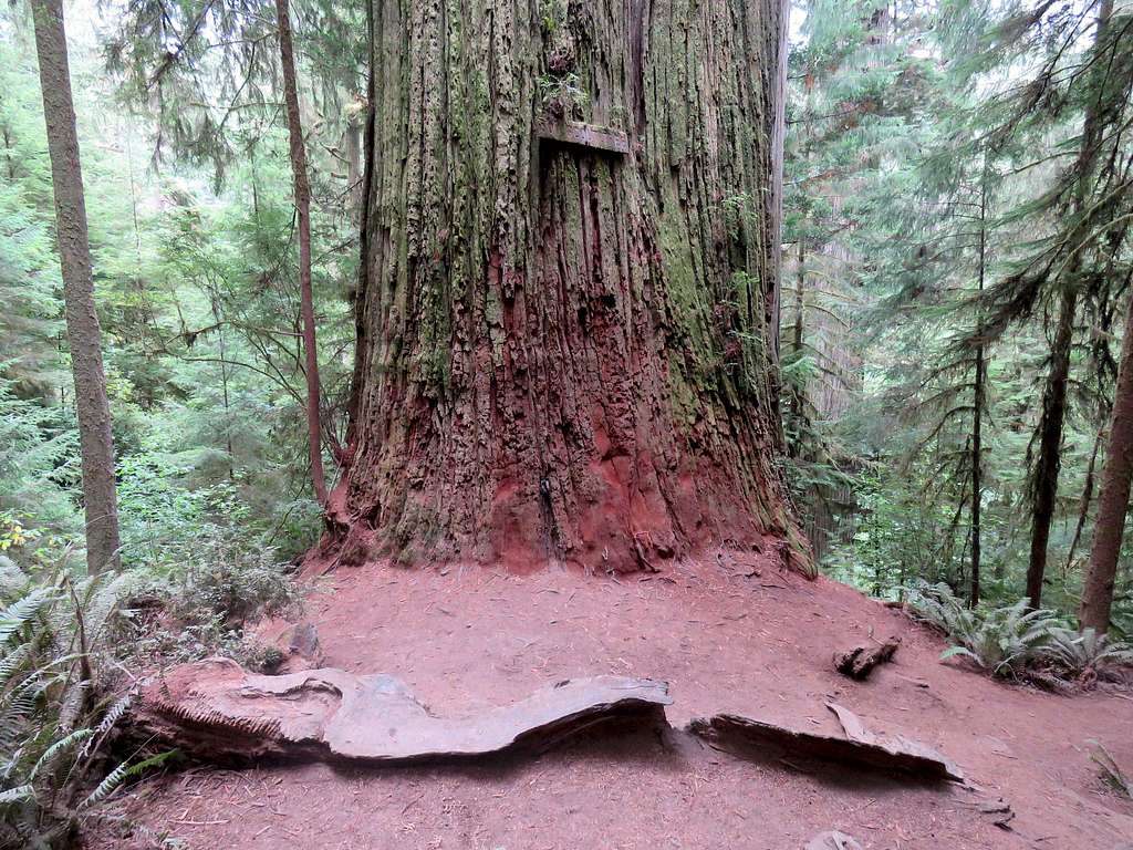 The big Boy Scout Tree