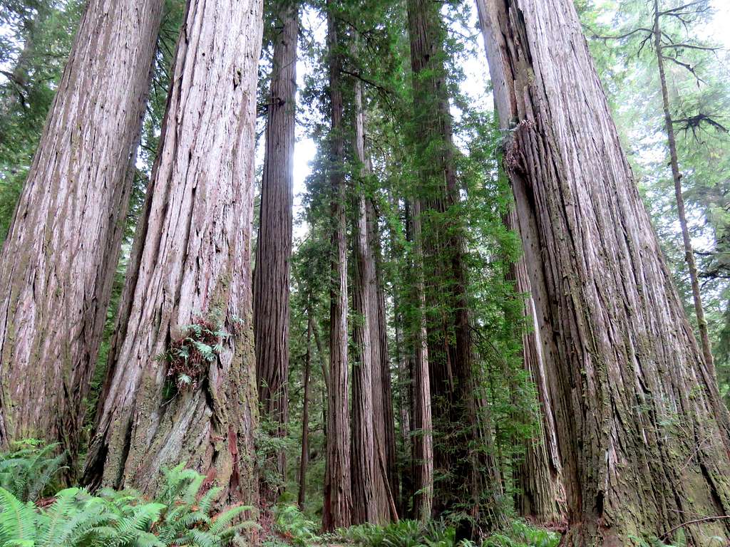 Boy Scout Tree Trail
