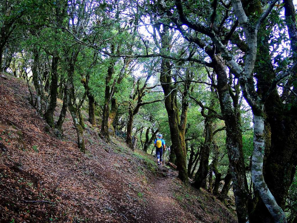 Monte Arcuentu, the  millenary holm oak (Quercus ilex) forest on the summit