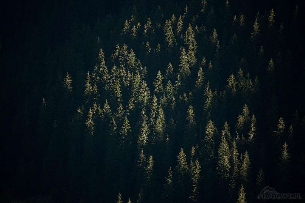 Carpathian forest