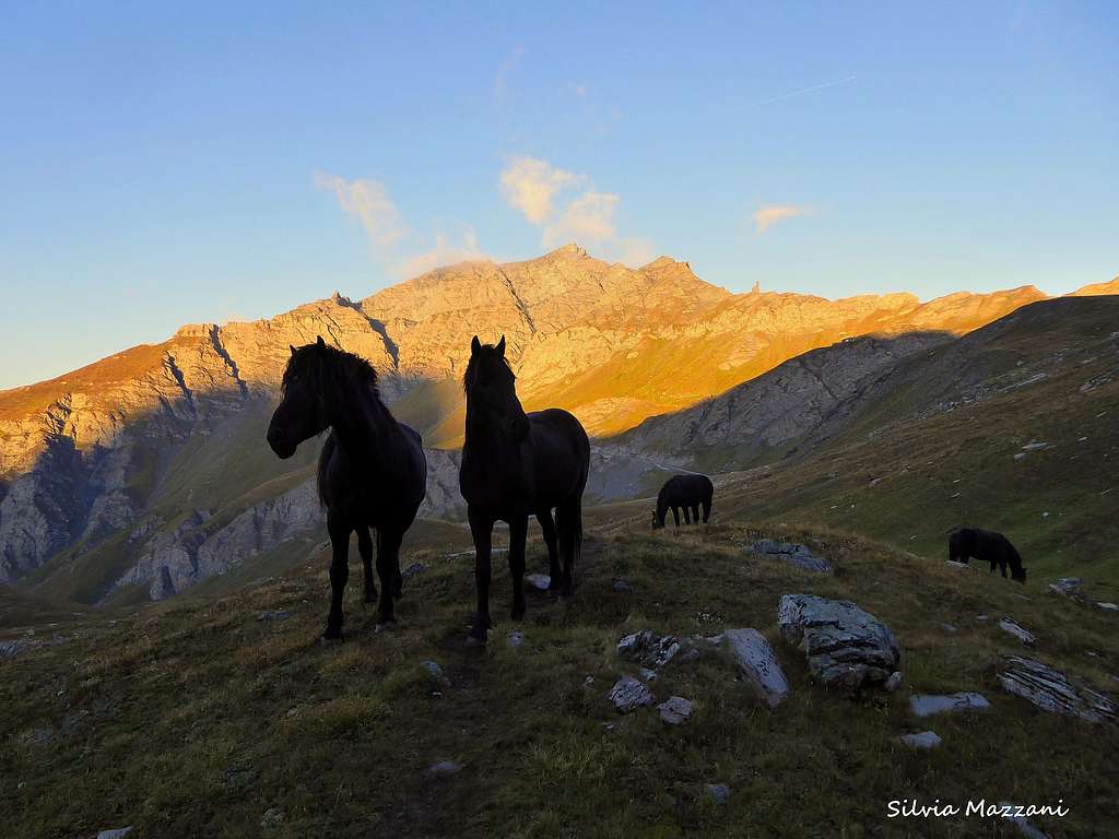 Black horses at sunrise along the trail to Col d'Asti